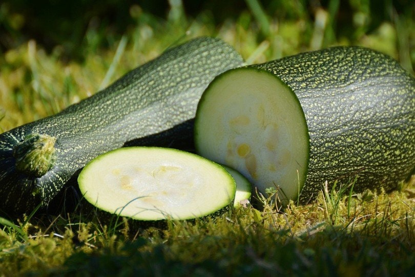 zucchini fruit