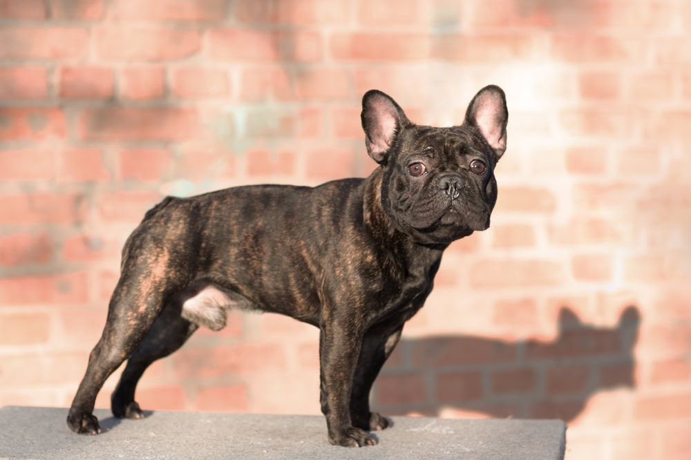 Brindle french bulldog standing outdoors