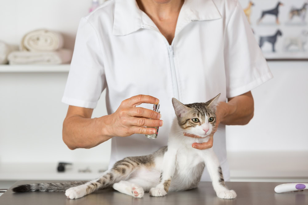 Cat-in-a-veterinary-clinic-hairdresser-doing-beauty-care