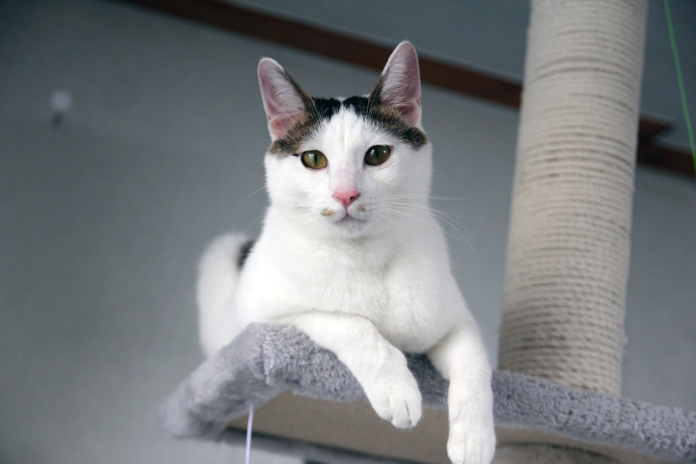 Japanese Bobtail cat living at home on a cat tree