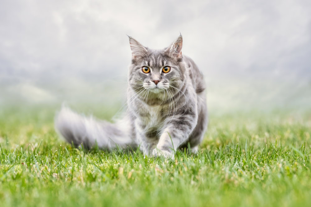 beautiful cat about to hunt outdoors