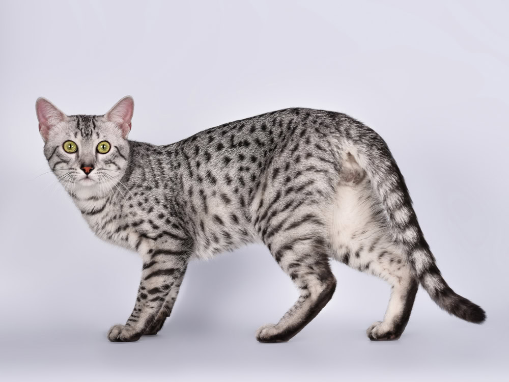 egyptian mau on white background