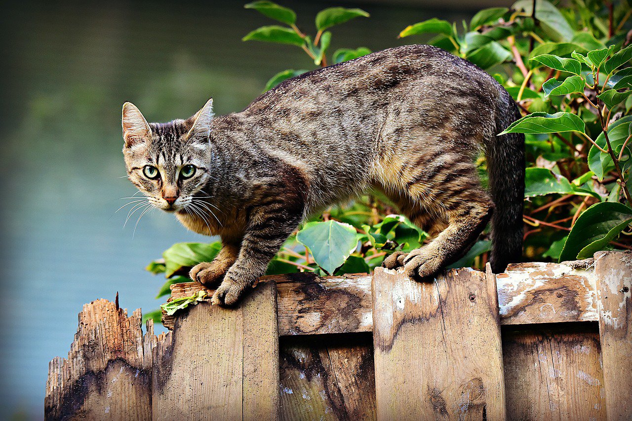 feral or stray cat on top of wooden fence