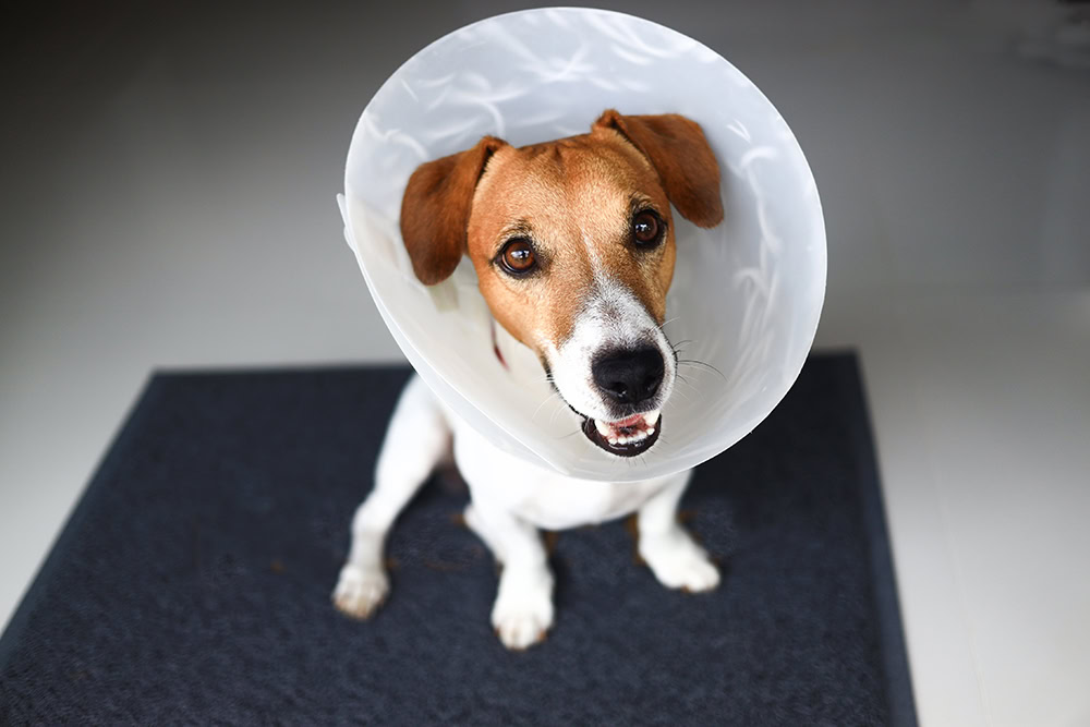 jack russell terrier dog wearing cone