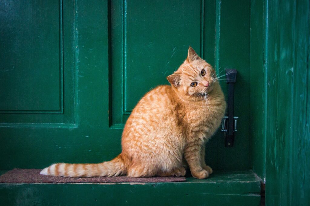 orange cat in front of green door