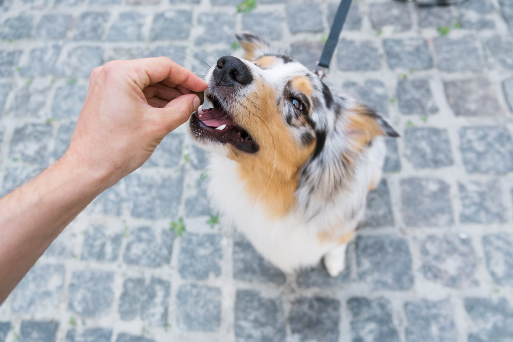 owner giving dog on leash a treat