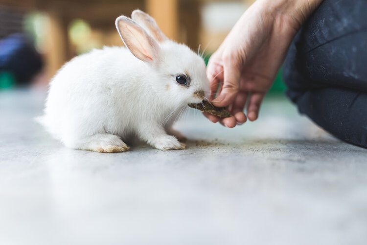 Snack Eat Rabbit 10 DIY Rabbit Treats You Can Make at Home (With Pictures) | The Vet Desk