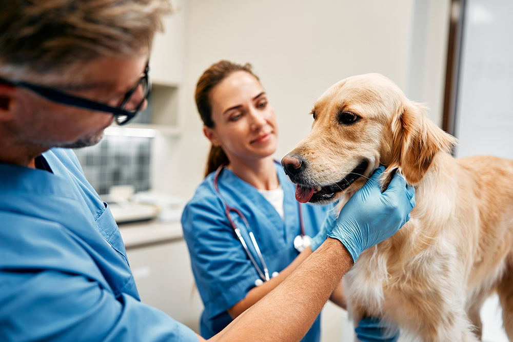 veterinarians examining a golden retriever dog
