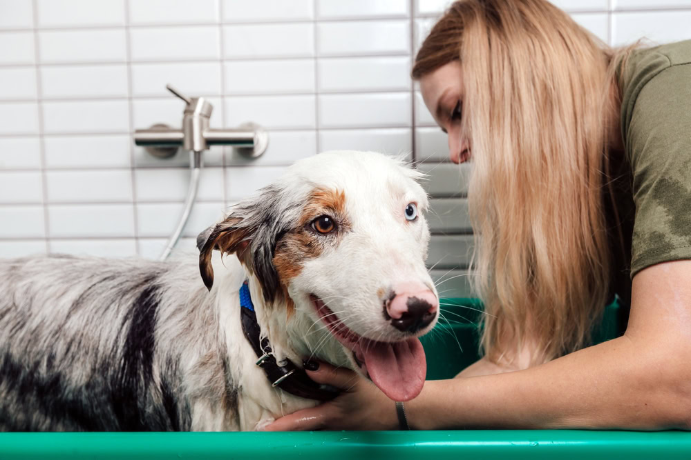 woman bathing her australian shepherd dog