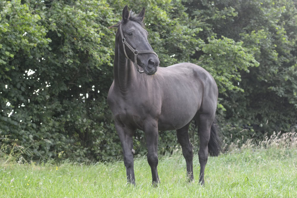Black Belgian warmblood horse standing on the grass outdoors