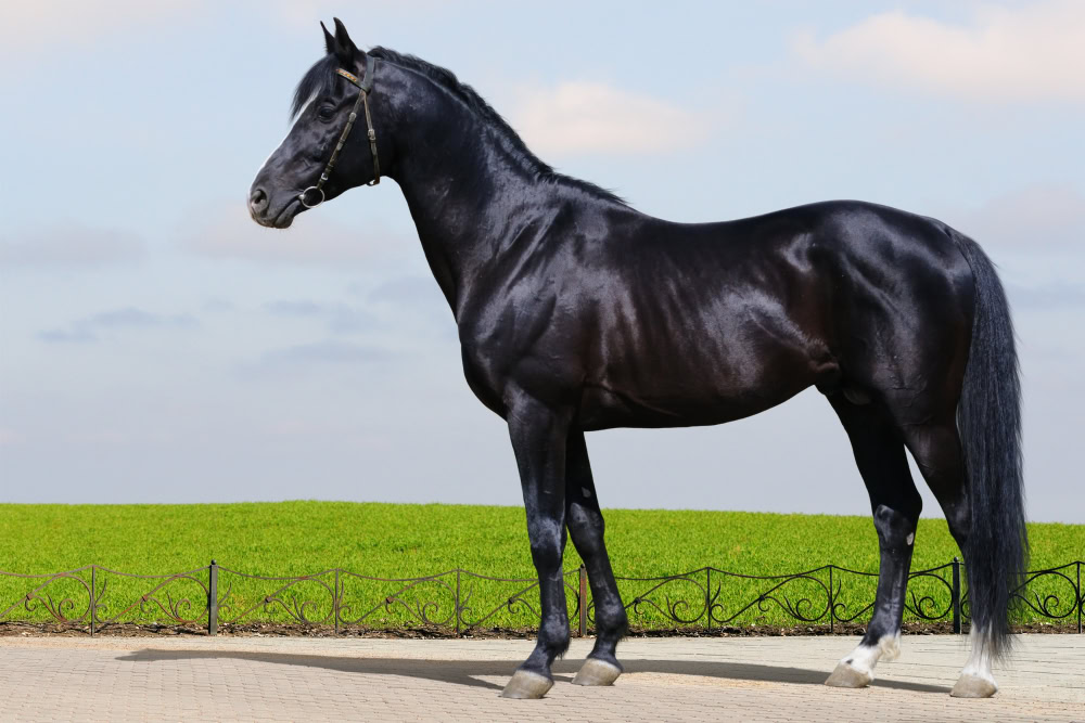 Black Trakehner stallion horse standing