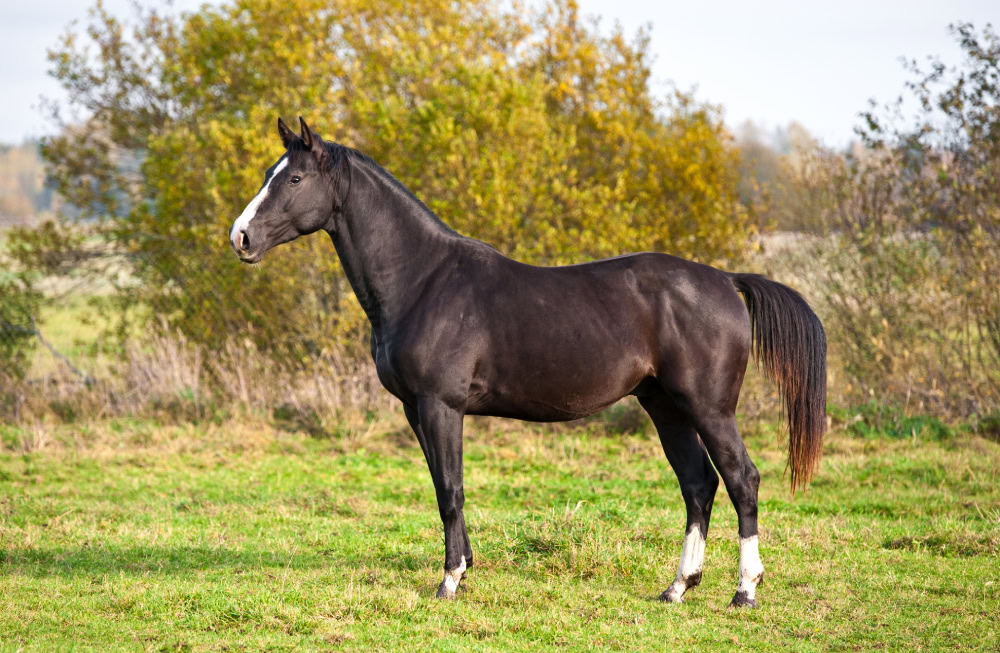 Black dutch warmblood stallion horse standing outdoors