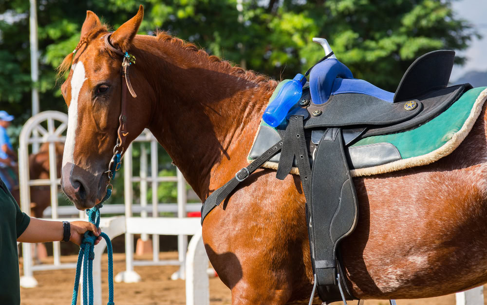 Brazilian Sport Horse in a competition
