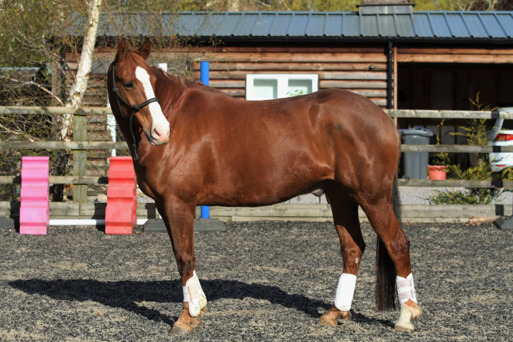 Chestnut Irish Sport Gelding Horse stood up outdoors
