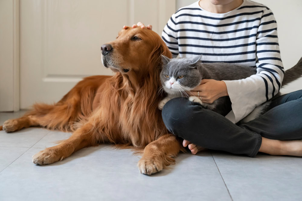 Golden-Retriever-and-British-Shorthair-accompany-their-owner