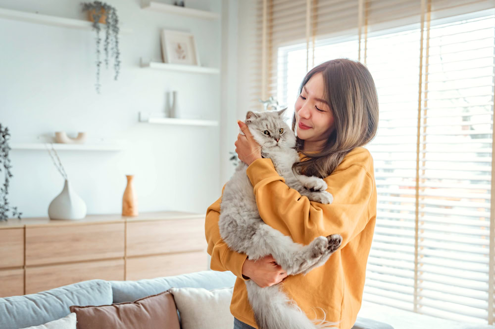 Happy young asian woman hugging cute grey persian cat on couch in living room at home