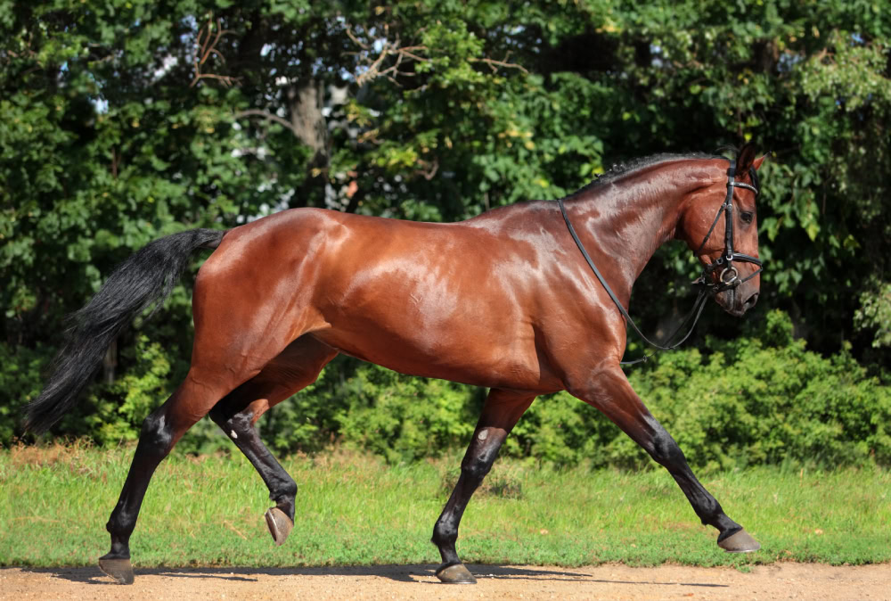 Holsteiner horse running ourdoors