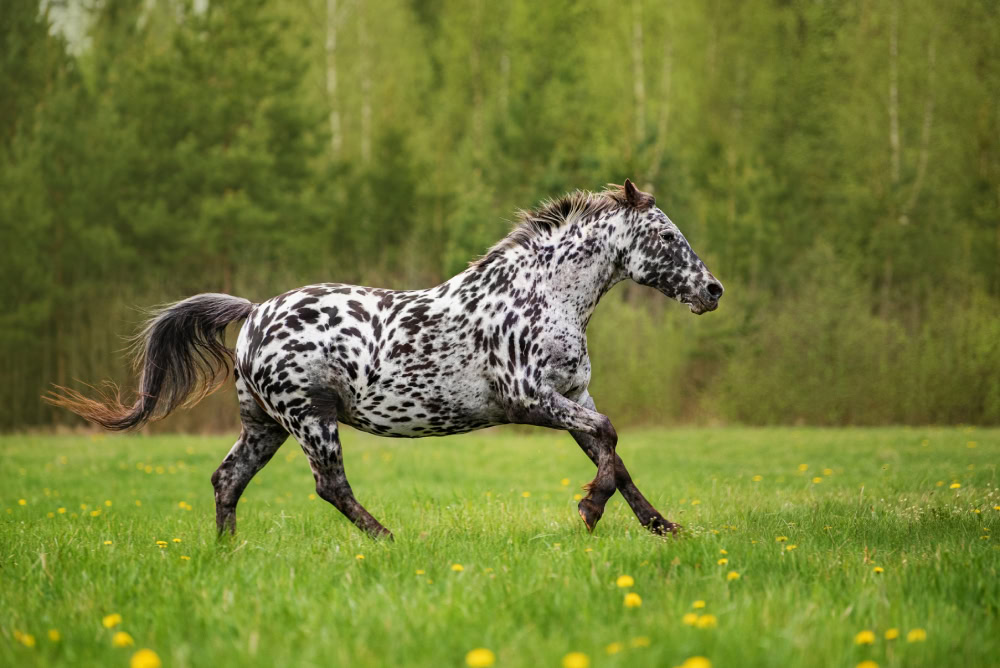 Knabstrupper Horse runnning outdoors