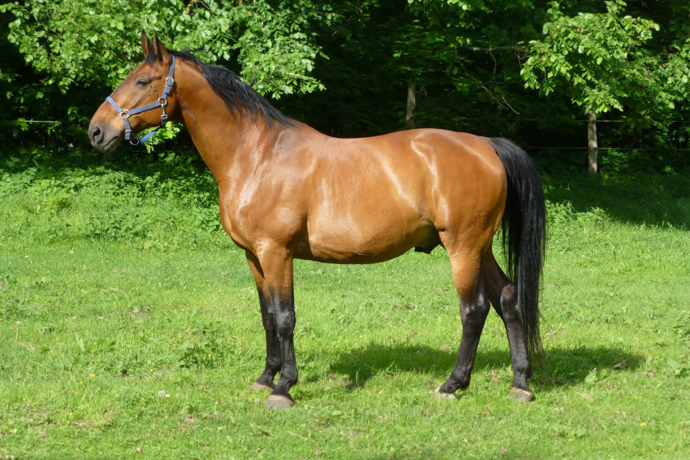 Mecklenburg horse standing outdoors