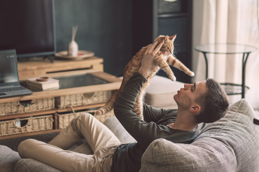 Owner playing with cat while relaxing on modern couch in living room