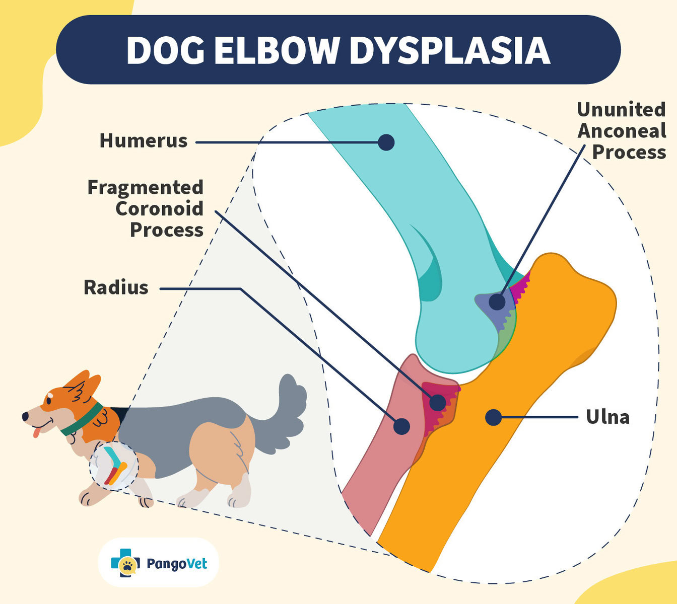 Dog Elbow Dysplasia