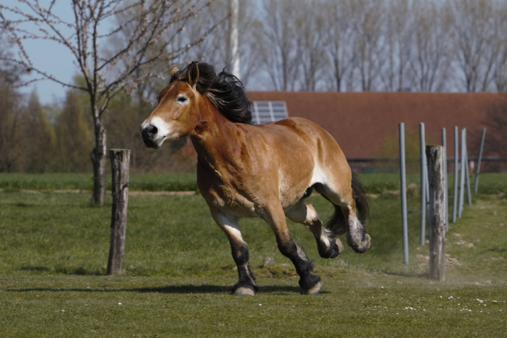 Rhineland heavy horse in gallop on meadow