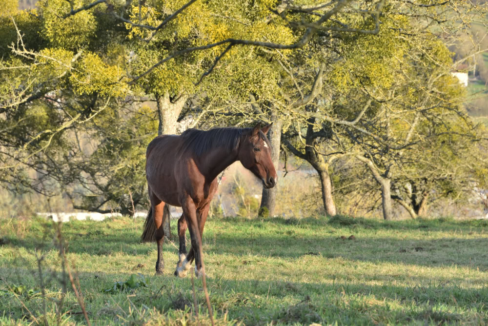 Selle Français Horse standing ourdoors