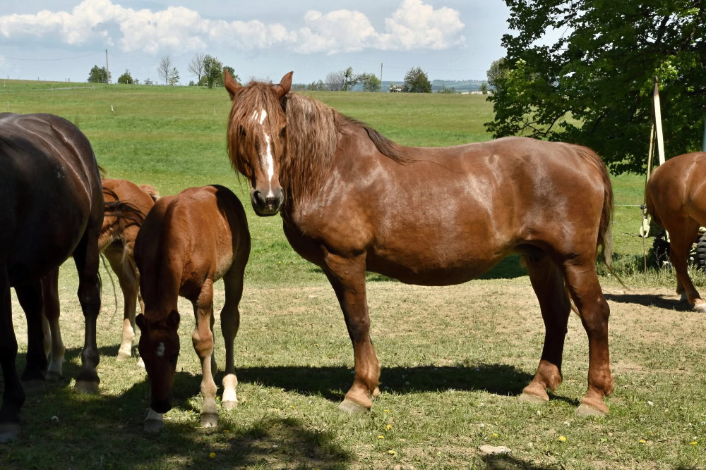 Silesian Horses standing outdoors