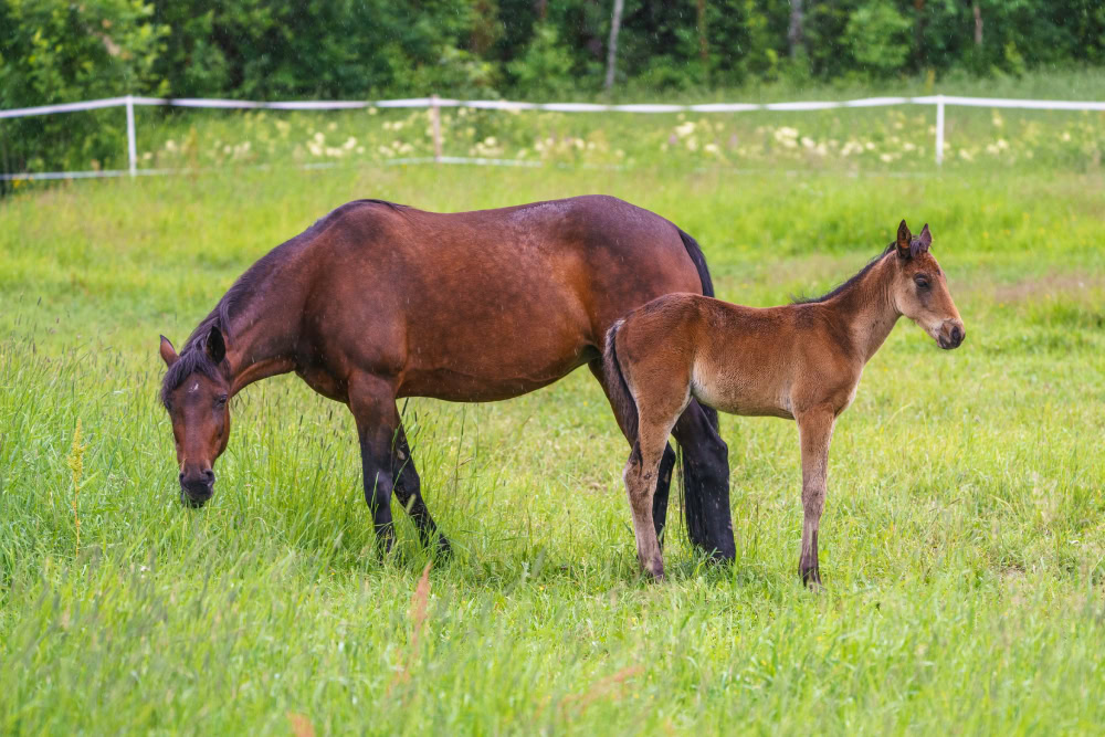Swedish warmblood horse with foal on a meadow