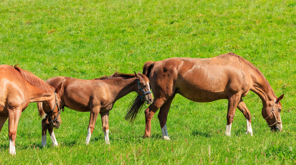 Swiss Warmblood horses pasturing on green grass