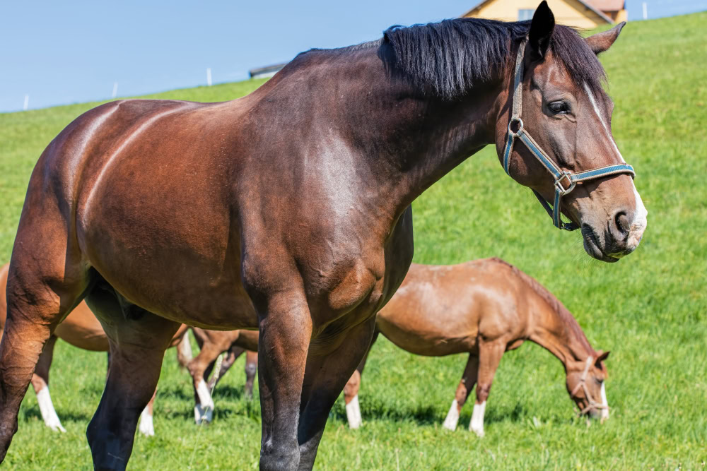 Swiss Warmblood or Einsiedler horse in the outdoors