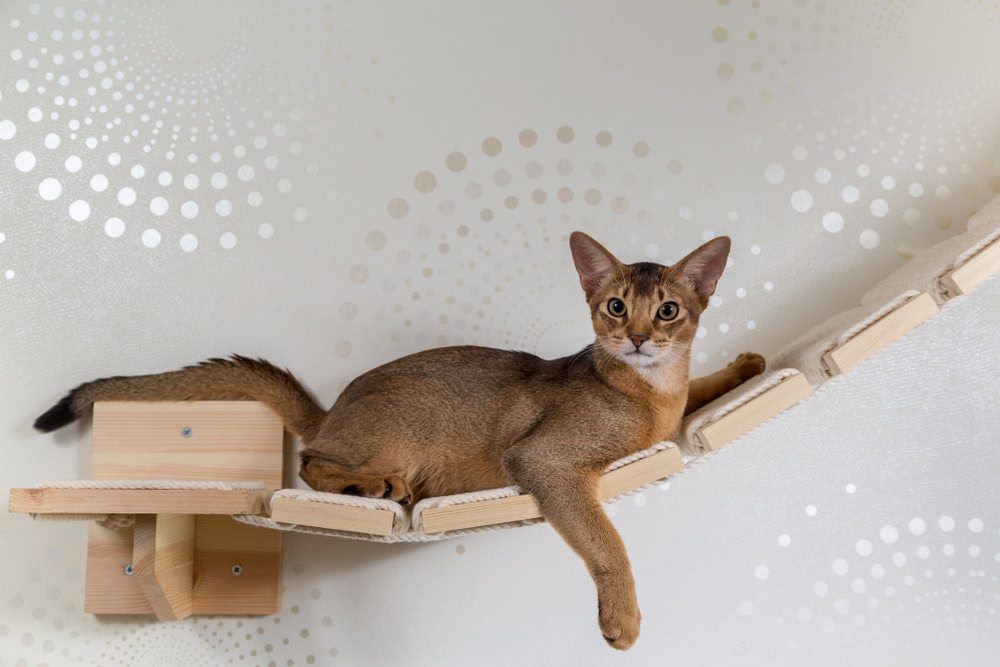 abyssinian cat lying on cat shelve