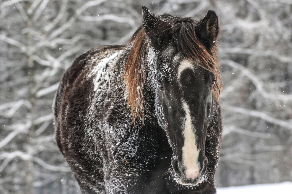 black bavarian warmblood gelding horse covered in snow