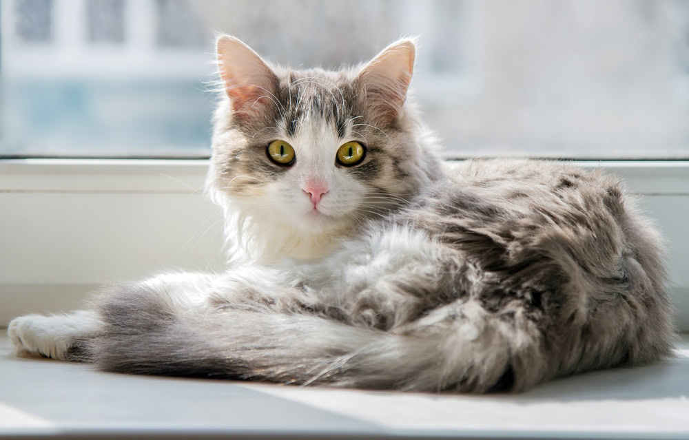 cat lying on windowsill