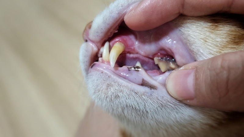cat with dental disease