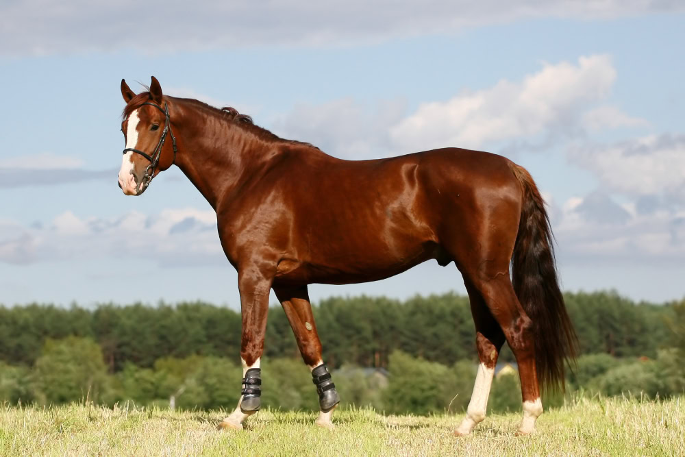 chestnut oldenburger stallion horse standing outdoors