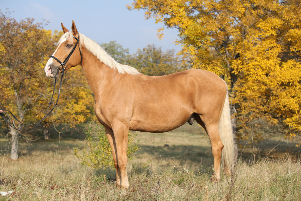 czech warmblood horse standing oudoors in autumn