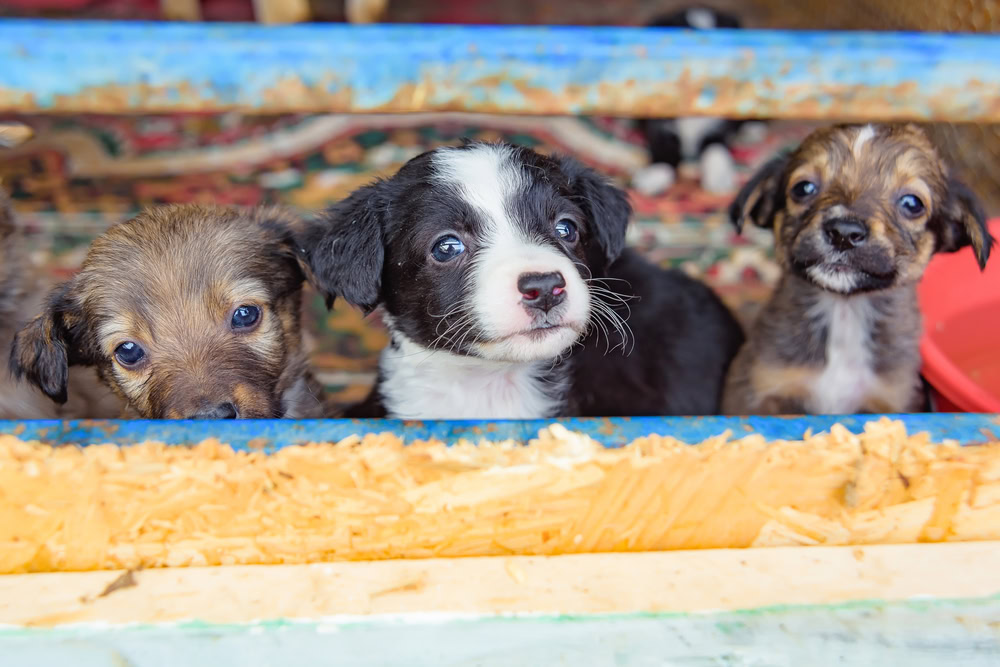 homeless stray puppies in a cage in the dog shelte