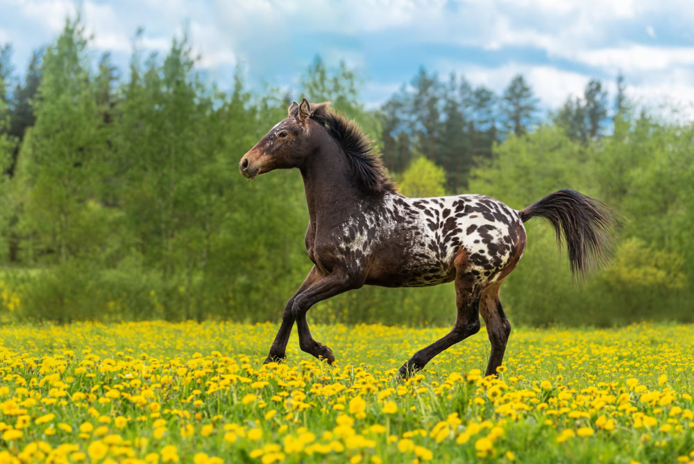 knabstrupper horse running in the field