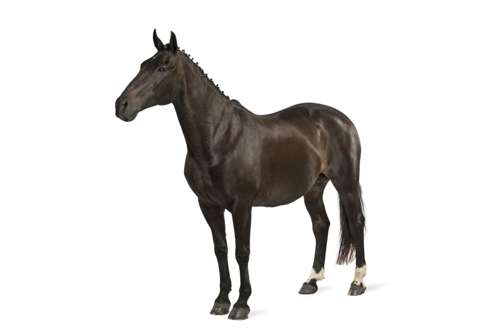 potrait of a belgian sport horse (sBs) - 25 years old