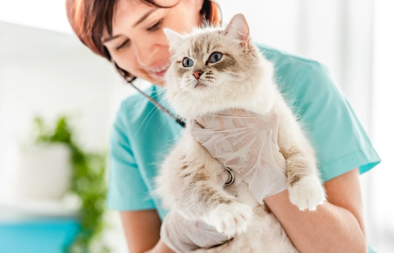 ragdoll cat being checked by the vet