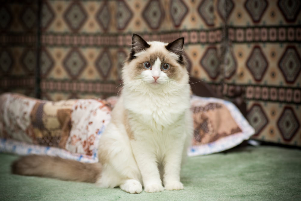 ragdoll cat