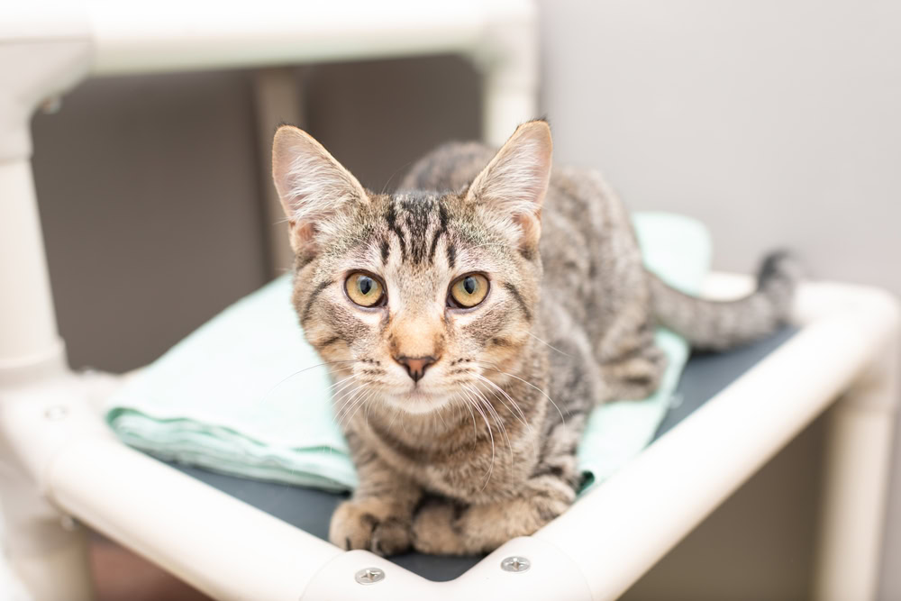 tabby cat lying on blanket on a chair