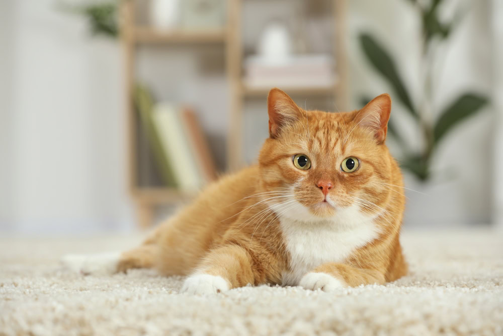 tabby cat lying on carpet