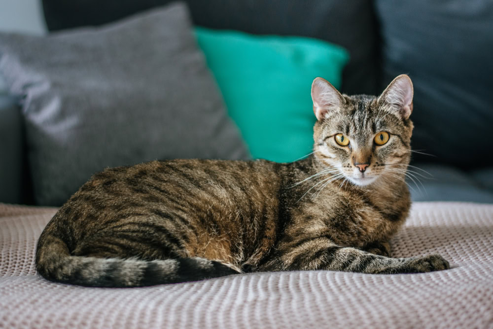 tabby cat lying on couch