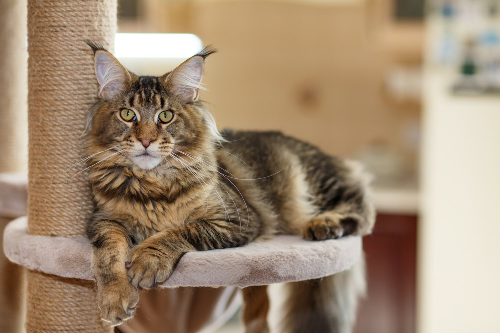 tabby maine coon cat lying on cat tree