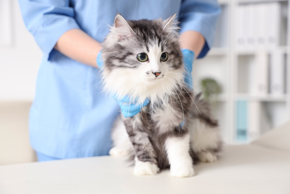 vet holding a cute cat in vet clinic