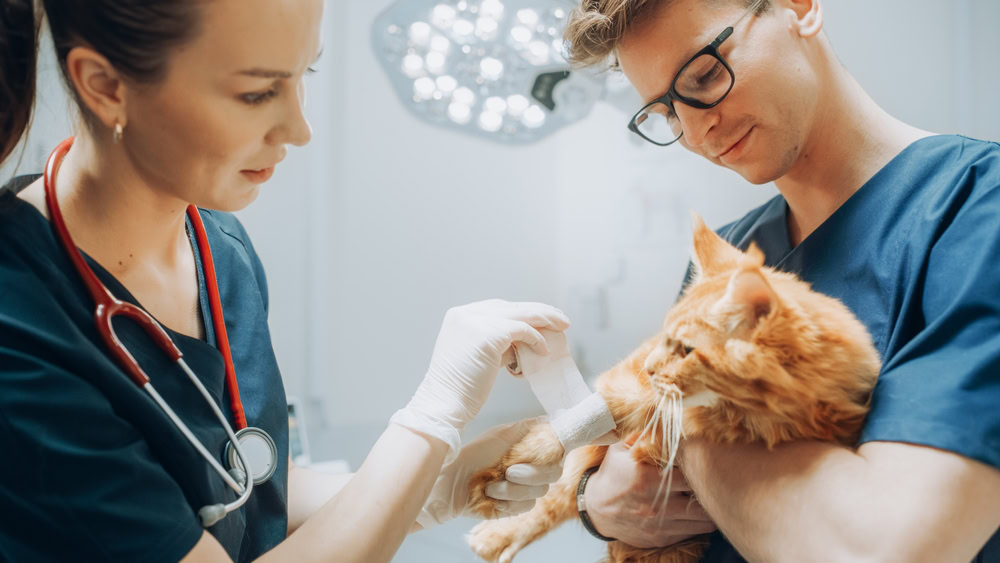 vets treating cat's small wound