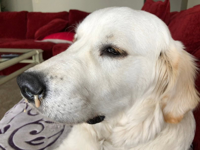 white golden puppy with a cold and nose discharge