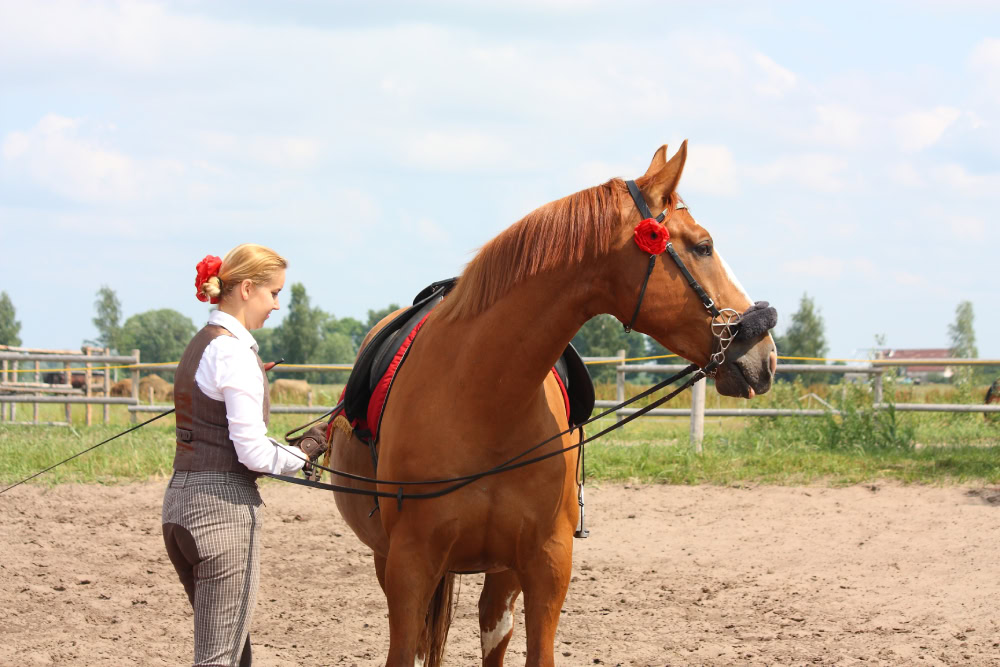 woman and chestnut danish warmblood horse outdoors